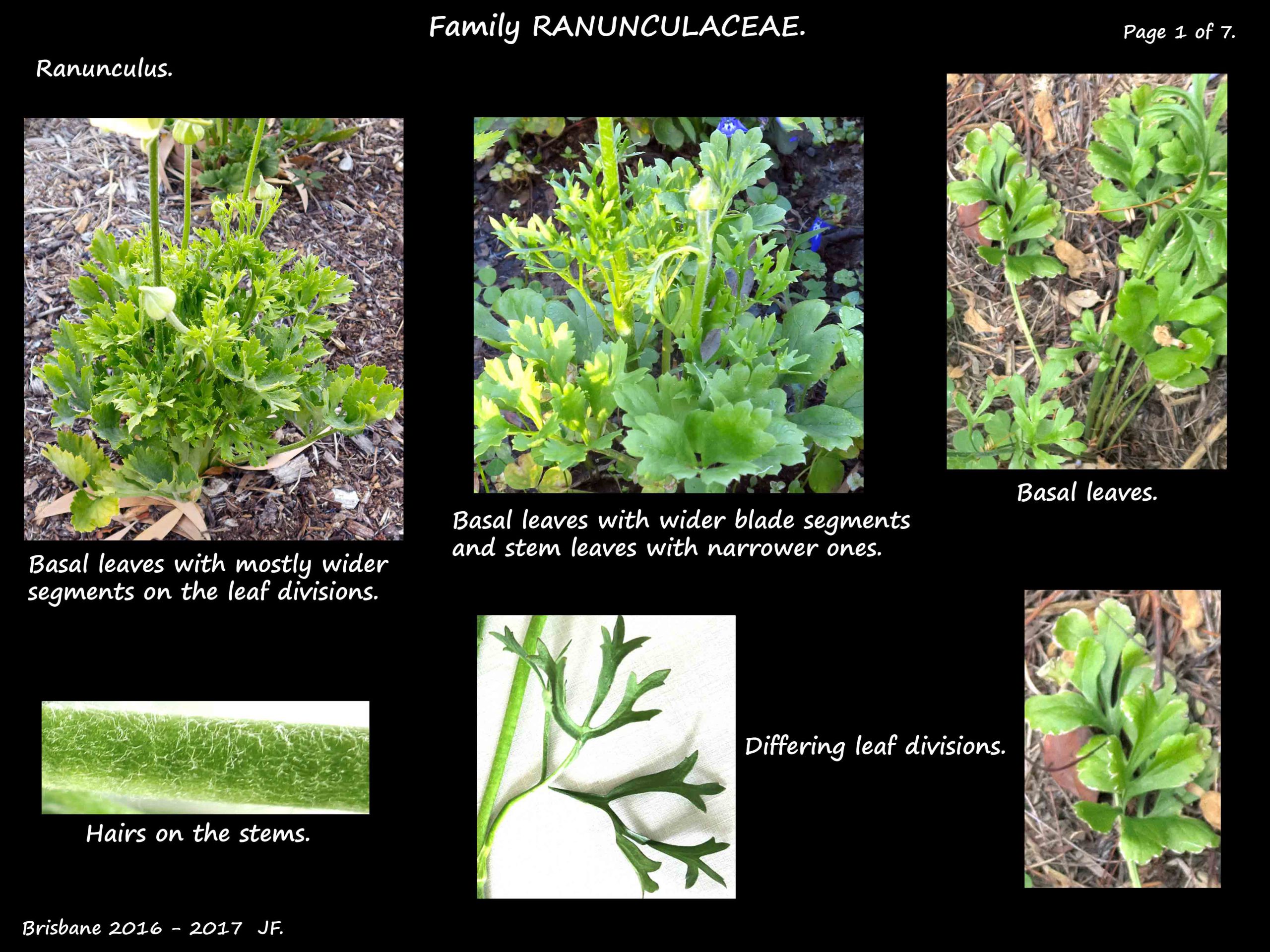 1 Ranunculus plant & leaves